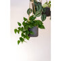 Pottery Pots Rough Charlie hangende plantenbak zwart sfeer